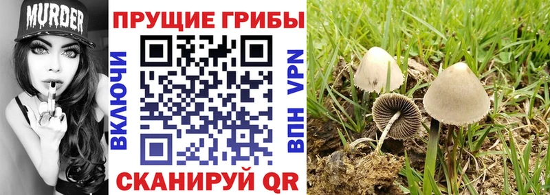 Галлюциногенные грибы GOLDEN TEACHER  Купить закладки  Бронницы 